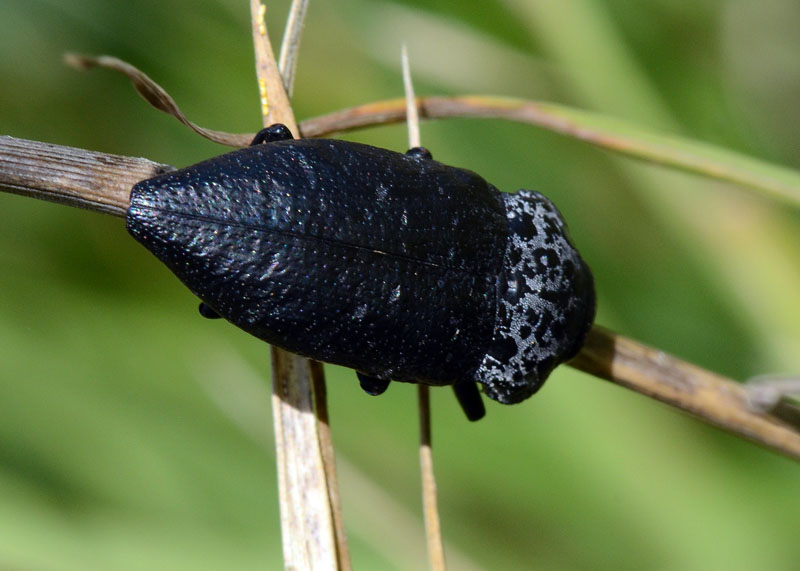 Buprestide: Capnodis tenebricosa